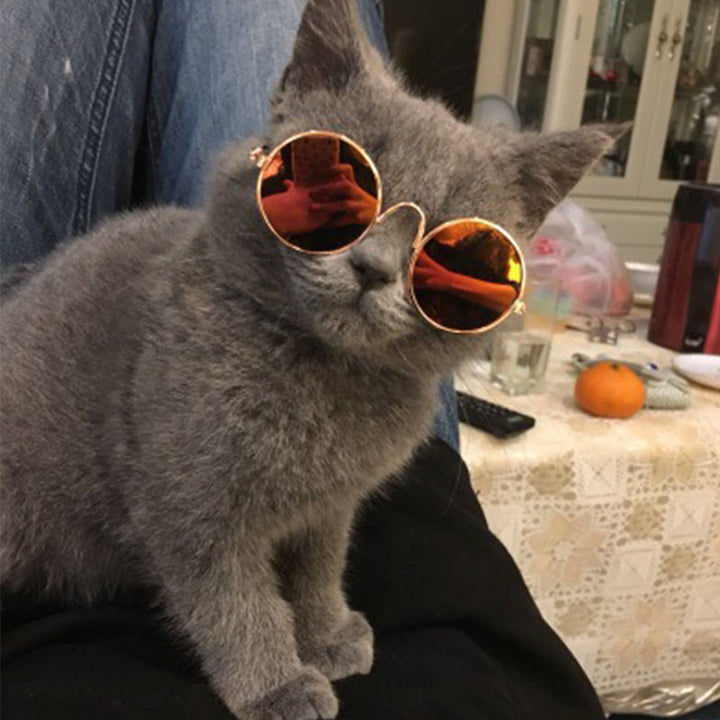 Cute Pet Cat Eye Glasses