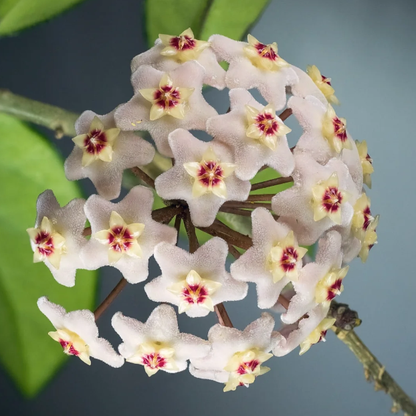 Ball Orchid - Falling Stars From The Sky