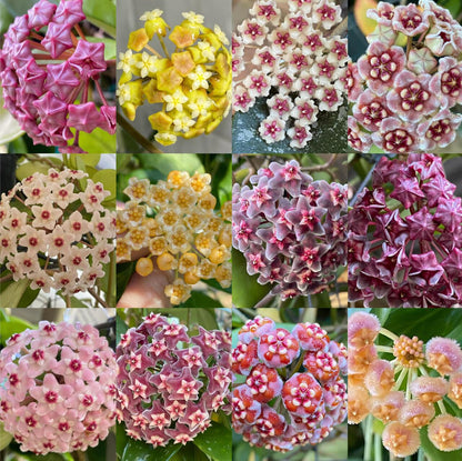 Ball Orchid - Falling Stars From The Sky