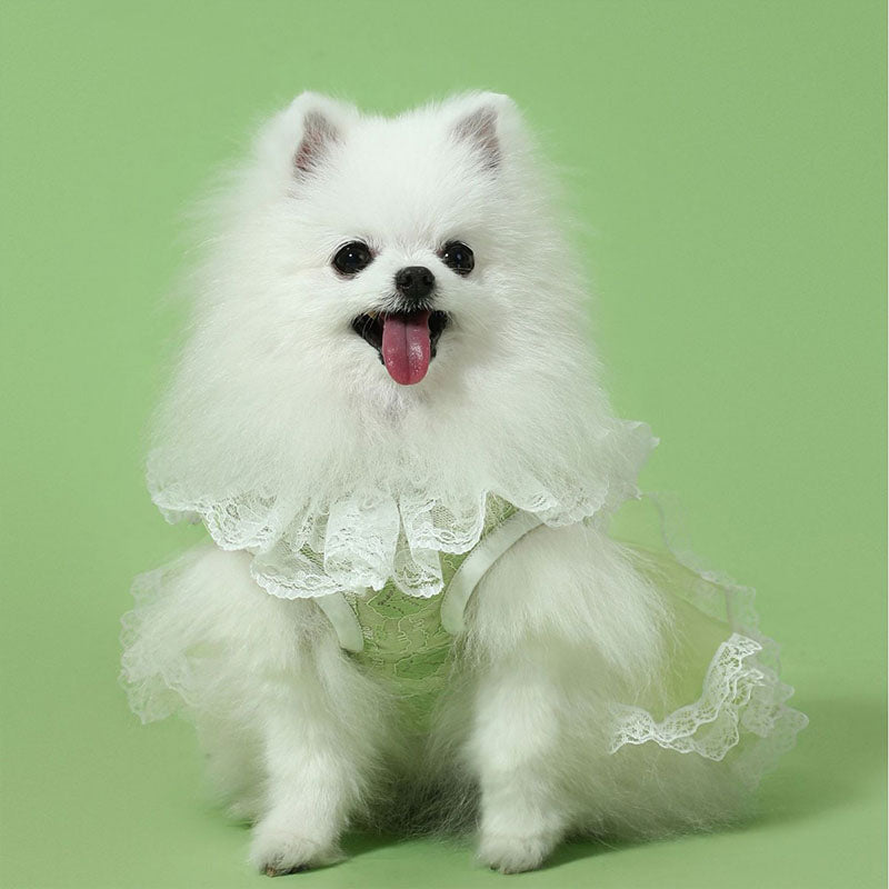 Lace Tutu Puppy Dress