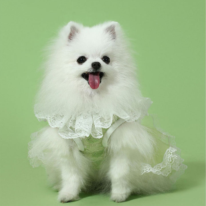 Lace Tutu Puppy Dress