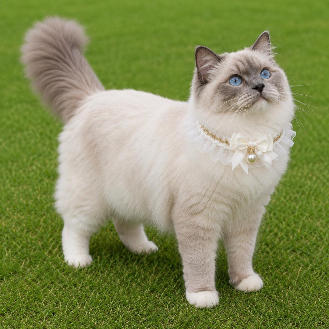Pet Bow and Pearl Collar