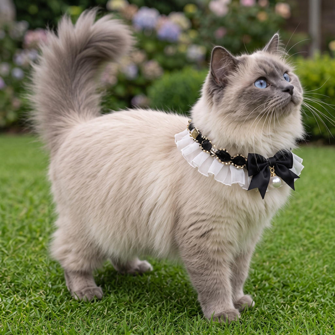 Pet Bow and Pearl Collar