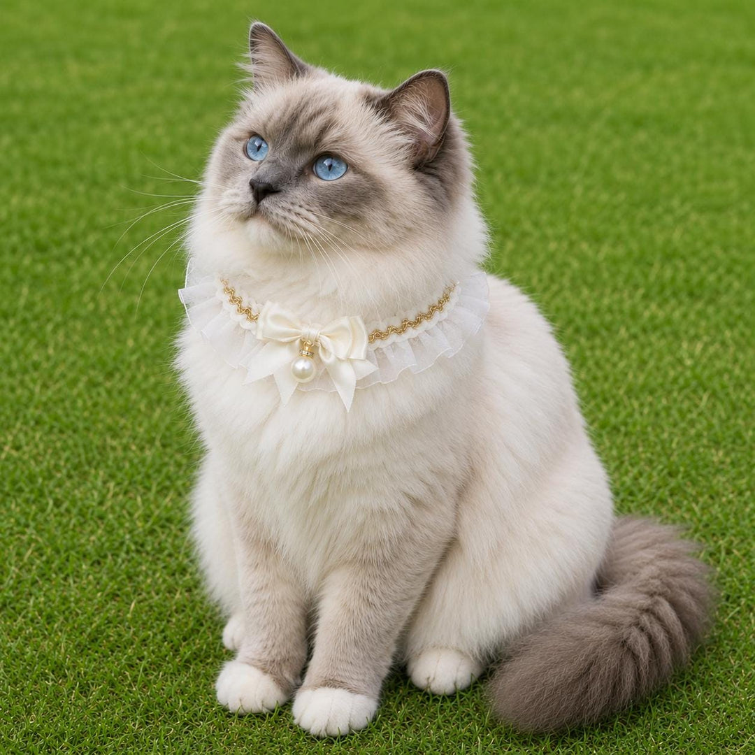 Pet Bow and Pearl Collar