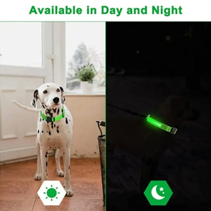 Electronic Pet LED Dog Collar